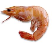 Freshwater Prawns